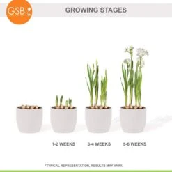 14/15 Cm Ziva Paperwhite Narcissus Flower Bulbs (Bag Of 30) -J Parkers Garden Store garden state bulb flower bulbs ech 20 30 02 76 1000