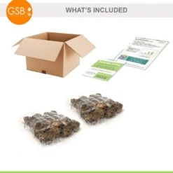 14/15 Cm Ziva Paperwhite Narcissus Flower Bulbs (Bag Of 30) -J Parkers Garden Store garden state bulb flower bulbs ech 20 30 02 c3 1000