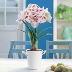 26/28 Cm Galaxy Nymph Double White Amaryllis Bulb Kit With White Container -J Parkers Garden Store garden state bulb flower bulbs ech 21 01 01 31 1000