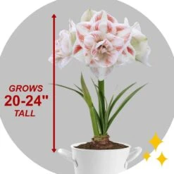 26/28 Cm Galaxy Nymph Double White Amaryllis Bulb Kit With White Container -J Parkers Garden Store garden state bulb flower bulbs ech 21 01 01 4f 1000