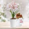 26/28 Cm Galaxy Nymph Double White Amaryllis Bulb Kit With White Container -J Parkers Garden Store garden state bulb flower bulbs ech 21 01 01 64 1000