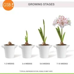 26/28 Cm Galaxy Nymph Double White Amaryllis Bulb Kit With White Container -J Parkers Garden Store garden state bulb flower bulbs ech 21 01 01 76 1000