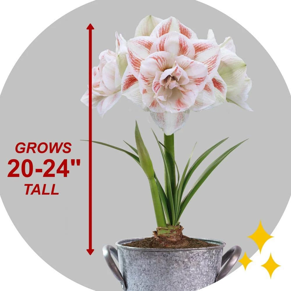 26/28 Cm Galaxy Nymph Double White Amaryllis Bulb Gift Kit With Zinc Container 9 26/28 Cm Galaxy Nymph Double White Amaryllis Bulb Gift Kit With Zinc Container - Image 7