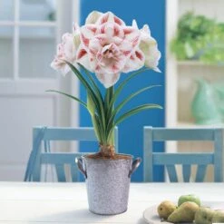 26/28 Cm Galaxy Nymph Double White Amaryllis Bulb Gift Kit With Zinc Container 25 26/28 Cm Galaxy Nymph Double White Amaryllis Bulb Gift Kit With Zinc Container -J Parkers Garden Store garden state bulb flower bulbs ech 23 01 01 31 1000
