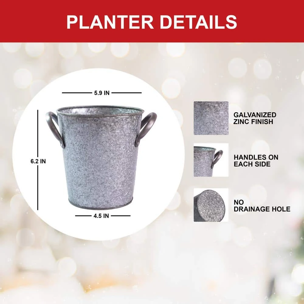 26/28 Cm Galaxy Nymph Double White Amaryllis Bulb Gift Kit With Zinc Container 4 26/28 Cm Galaxy Nymph Double White Amaryllis Bulb Gift Kit With Zinc Container - Image 2