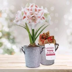 26/28 Cm Galaxy Nymph Double White Amaryllis Bulb Gift Kit With Zinc Container
