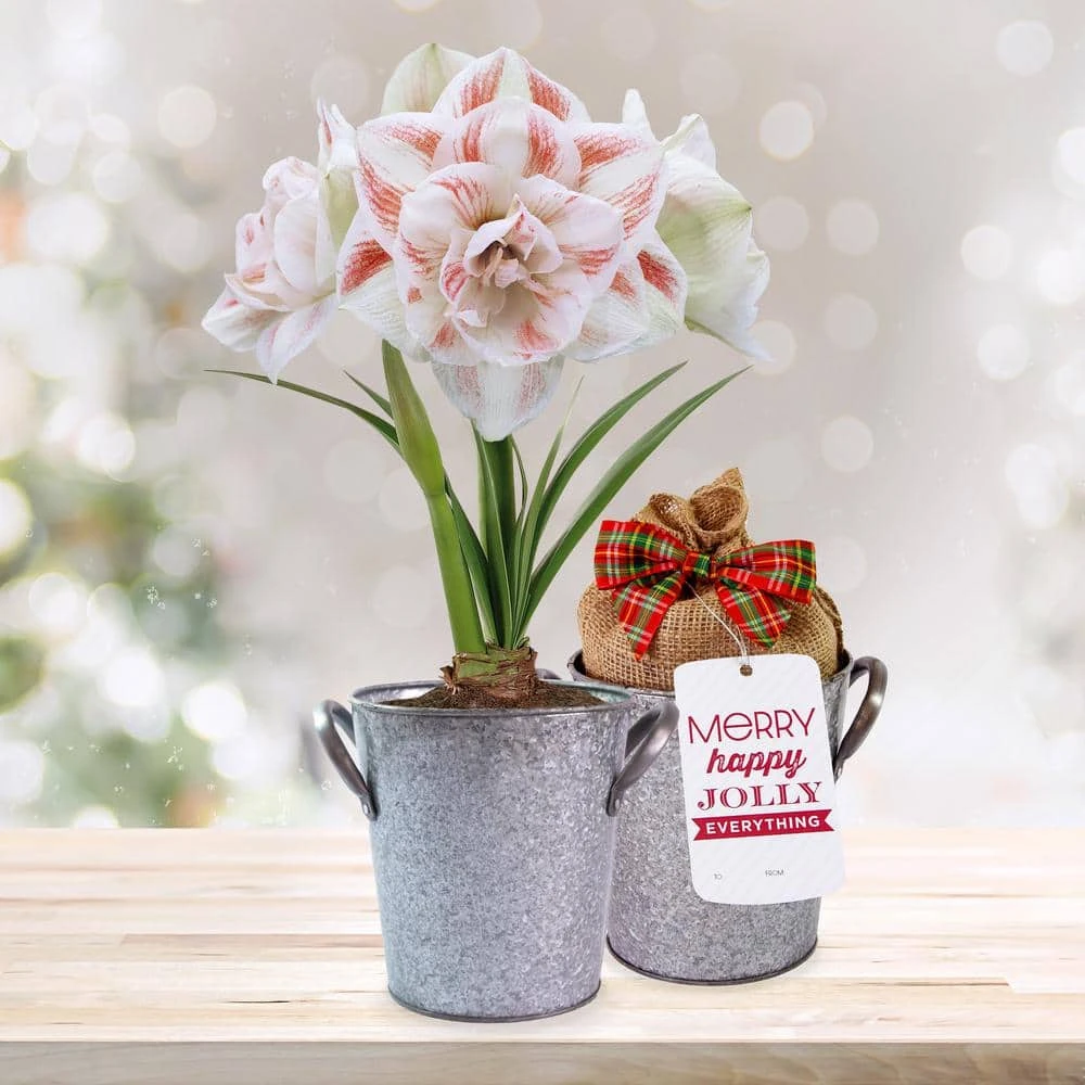26/28 Cm Galaxy Nymph Double White Amaryllis Bulb Gift Kit With Zinc Container 3 26/28 Cm Galaxy Nymph Double White Amaryllis Bulb Gift Kit With Zinc Container