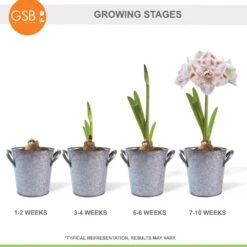 26/28 Cm Galaxy Nymph Double White Amaryllis Bulb Gift Kit With Zinc Container 23 26/28 Cm Galaxy Nymph Double White Amaryllis Bulb Gift Kit With Zinc Container -J Parkers Garden Store garden state bulb flower bulbs ech 23 01 01 76 1000