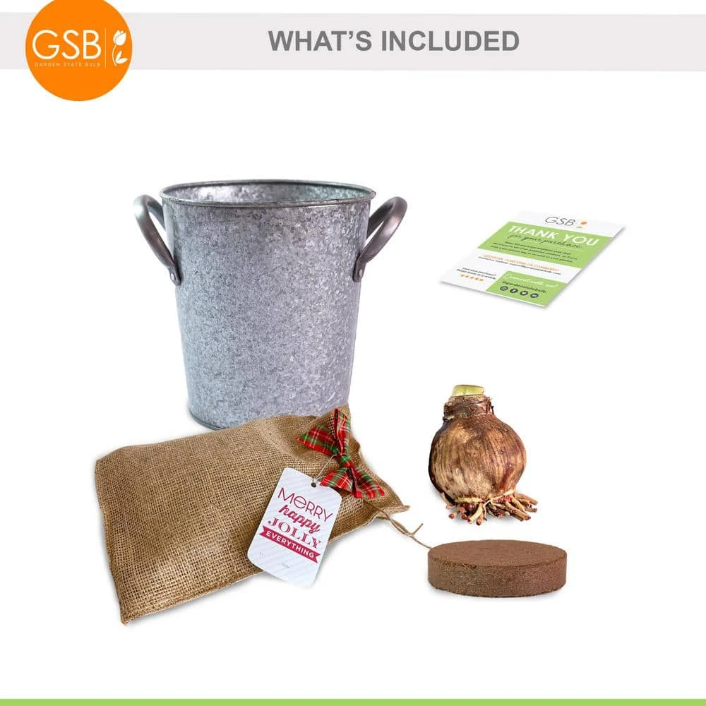 26/28 Cm Galaxy Nymph Double White Amaryllis Bulb Gift Kit With Zinc Container 6 26/28 Cm Galaxy Nymph Double White Amaryllis Bulb Gift Kit With Zinc Container - Image 4