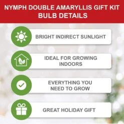 26/28 Cm Galaxy Nymph Double White Amaryllis Bulb Gift Kit With Zinc Container 18 26/28 Cm Galaxy Nymph Double White Amaryllis Bulb Gift Kit With Zinc Container -J Parkers Garden Store garden state bulb flower bulbs ech 23 01 01 c3 1000