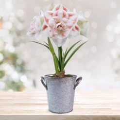 26/28 Cm Galaxy Nymph Double White Amaryllis Bulb Gift Kit With Zinc Container 24 26/28 Cm Galaxy Nymph Double White Amaryllis Bulb Gift Kit With Zinc Container -J Parkers Garden Store garden state bulb flower bulbs ech 23 01 01 d4 1000
