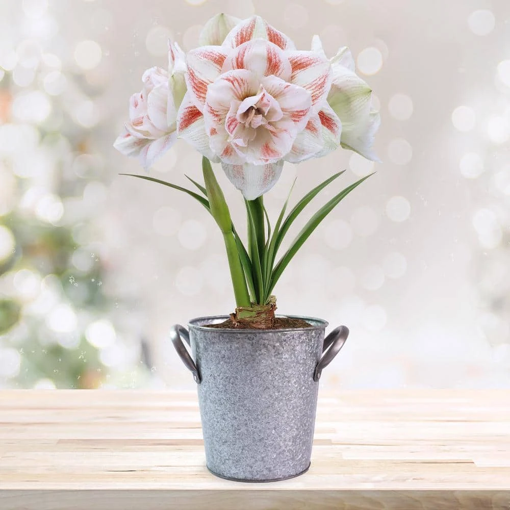 26/28 Cm Galaxy Nymph Double White Amaryllis Bulb Gift Kit With Zinc Container 13 26/28 Cm Galaxy Nymph Double White Amaryllis Bulb Gift Kit With Zinc Container - Image 11