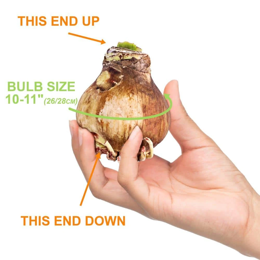 26/28 Cm Galaxy Nymph Double White Amaryllis Bulb Gift Kit With Zinc Container 11 26/28 Cm Galaxy Nymph Double White Amaryllis Bulb Gift Kit With Zinc Container - Image 9