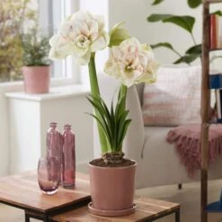 26/28 Cm Galaxy Nymph Double White Amaryllis Flower Bulb (Bag Of 1) -J Parkers Garden Store garden state bulb flower bulbs ech 24 01 01 31 1000