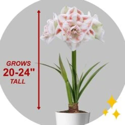 26/28 Cm Galaxy Nymph Double White Amaryllis Flower Bulb (Bag Of 1) -J Parkers Garden Store garden state bulb flower bulbs ech 24 01 01 44 1000