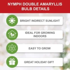 26/28 Cm Galaxy Nymph Double White Amaryllis Flower Bulb (Bag Of 1) -J Parkers Garden Store garden state bulb flower bulbs ech 24 01 01 4f 1000