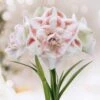 26/28 Cm Galaxy Nymph Double White Amaryllis Flower Bulb (Bag Of 1) -J Parkers Garden Store garden state bulb flower bulbs ech 24 01 01 64 1000
