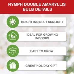 26/28 Cm Galaxy Nymph Double White Amaryllis Flower Bulb (Bag Of 2) -J Parkers Garden Store garden state bulb flower bulbs ech 24 02 02 1f 1000