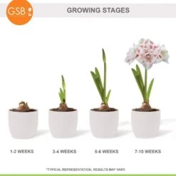 26/28 Cm Galaxy Nymph Double White Amaryllis Flower Bulb (Bag Of 2) -J Parkers Garden Store garden state bulb flower bulbs ech 24 02 02 76 1000