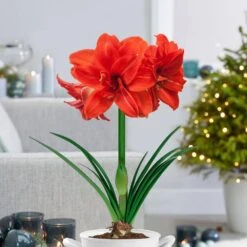 Red Peacock Double Amaryllis Flower Bulb, 26/28cm (Bag Of 1) 17 Red Peacock Double Amaryllis Flower Bulb, 26/28cm (Bag Of 1) -J Parkers Garden Store garden state bulb flower bulbs ech 28 01 01 31 1000