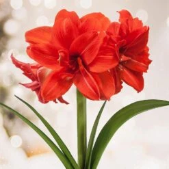 Red Peacock Double Amaryllis Flower Bulb, 26/28cm (Bag Of 1)