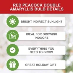 Red Peacock Double Amaryllis Flower Bulb, 26/28cm (Bag Of 1) 12 Red Peacock Double Amaryllis Flower Bulb, 26/28cm (Bag Of 1) -J Parkers Garden Store garden state bulb flower bulbs ech 28 01 01 c3 1000