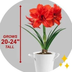 Red Peacock Double Amaryllis Flower Bulb, 26/28cm (Bag Of 2) -J Parkers Garden Store garden state bulb flower bulbs ech 28 02 02 44 1000