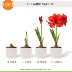 Red Peacock Double Amaryllis Flower Bulb, 26/28cm (Bag Of 2) -J Parkers Garden Store garden state bulb flower bulbs ech 28 02 02 fa 1000