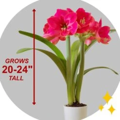 Ice Pink Amaryllis Flower Bulbs, 26/28cm (Bag Of 3) -J Parkers Garden Store garden state bulb flower bulbs ech 29 03 01 44 1000