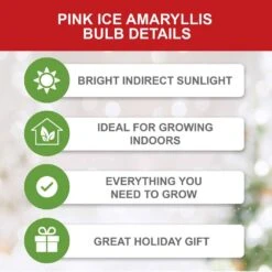 Ice Pink Amaryllis Flower Bulbs, 26/28cm (Bag Of 3) -J Parkers Garden Store garden state bulb flower bulbs ech 29 03 01 c3 1000