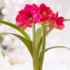 Ice Pink Amaryllis Flower Bulbs, 26/28cm (Bag Of 6) -J Parkers Garden Store garden state bulb flower bulbs ech 29 06 02 64 1000