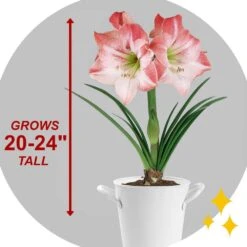 Apple Blossom Amaryllis Flower Bulbs, 28/30 Cm (Bag Of 3) -J Parkers Garden Store garden state bulb flower bulbs ech 30 03 01 44 1000