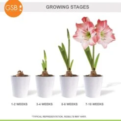 Apple Blossom Amaryllis Flower Bulbs, 28/30 Cm (Bag Of 3) -J Parkers Garden Store garden state bulb flower bulbs ech 30 03 01 fa 1000