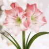 Apple Blossom Amaryllis Flower Bulbs, 28/30 Cm (Bag Of 6)