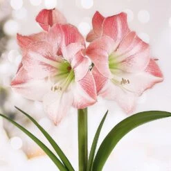 Apple Blossom Amaryllis Flower Bulbs, 28/30 Cm (Bag Of 6)