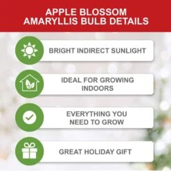 Apple Blossom Amaryllis Flower Bulbs, 28/30 Cm (Bag Of 6) -J Parkers Garden Store garden state bulb flower bulbs ech 30 06 02 c3 1000