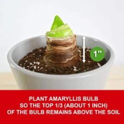 White Christmas Amaryllis Flower Bulbs, 28/30cm (Bag Of 6) -J Parkers Garden Store garden state bulb flower bulbs ech 31 06 02 1f 1000