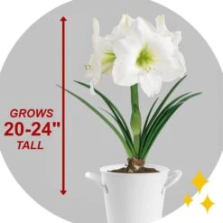 White Christmas Amaryllis Flower Bulbs, 28/30cm (Bag Of 6) -J Parkers Garden Store garden state bulb flower bulbs ech 31 06 02 44 1000
