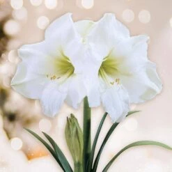 White Christmas Amaryllis Flower Bulbs, 28/30cm (Bag Of 6)