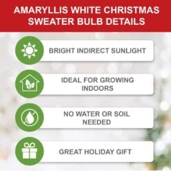 White Christmas Amaryllis Flower Bulbs, 28/30cm (Bag Of 6) -J Parkers Garden Store garden state bulb flower bulbs ech 31 06 02 c3 1000