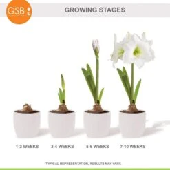 White Christmas Amaryllis Flower Bulbs, 28/30cm (Bag Of 6) -J Parkers Garden Store garden state bulb flower bulbs ech 31 06 02 fa 1000