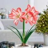 26/28cm, Blossom Peacock Double Amaryllis Flower Bulb (Bag Of 1) 10 26/28cm, Blossom Peacock Double Amaryllis Flower Bulb (Bag Of 1) - Image 8