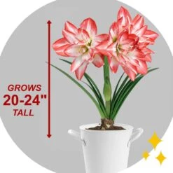 26/28cm, Blossom Peacock Double Amaryllis Flower Bulb (Bag Of 1) 15 26/28cm, Blossom Peacock Double Amaryllis Flower Bulb (Bag Of 1) -J Parkers Garden Store garden state bulb flower bulbs ech 35 01 01 44 1000