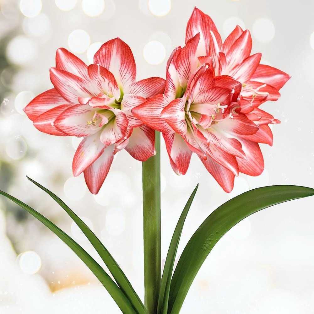 26/28cm, Blossom Peacock Double Amaryllis Flower Bulb (Bag Of 1) 3 26/28cm, Blossom Peacock Double Amaryllis Flower Bulb (Bag Of 1)