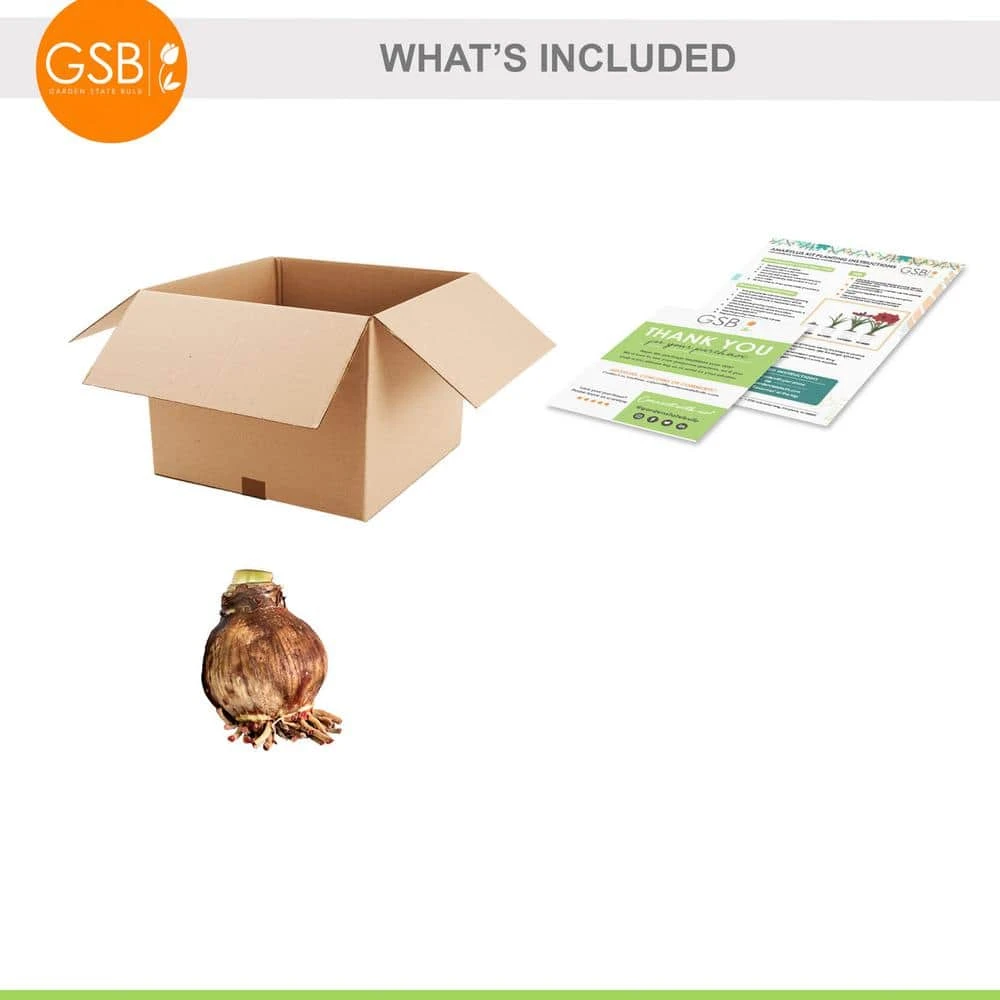 26/28cm, Blossom Peacock Double Amaryllis Flower Bulb (Bag Of 1) 4 26/28cm, Blossom Peacock Double Amaryllis Flower Bulb (Bag Of 1) - Image 2