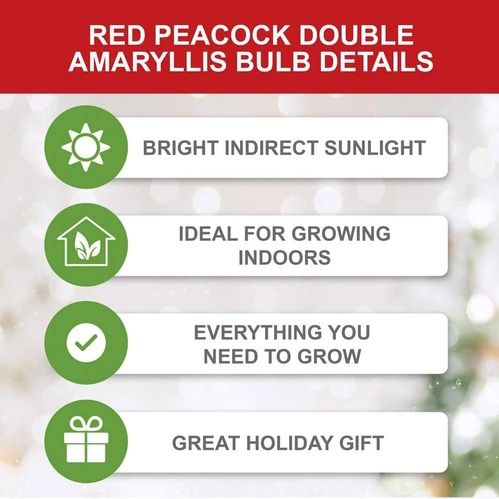 26/28cm, Blossom Peacock Double Amaryllis Flower Bulb (Bag Of 1) 5 26/28cm, Blossom Peacock Double Amaryllis Flower Bulb (Bag Of 1) - Image 3