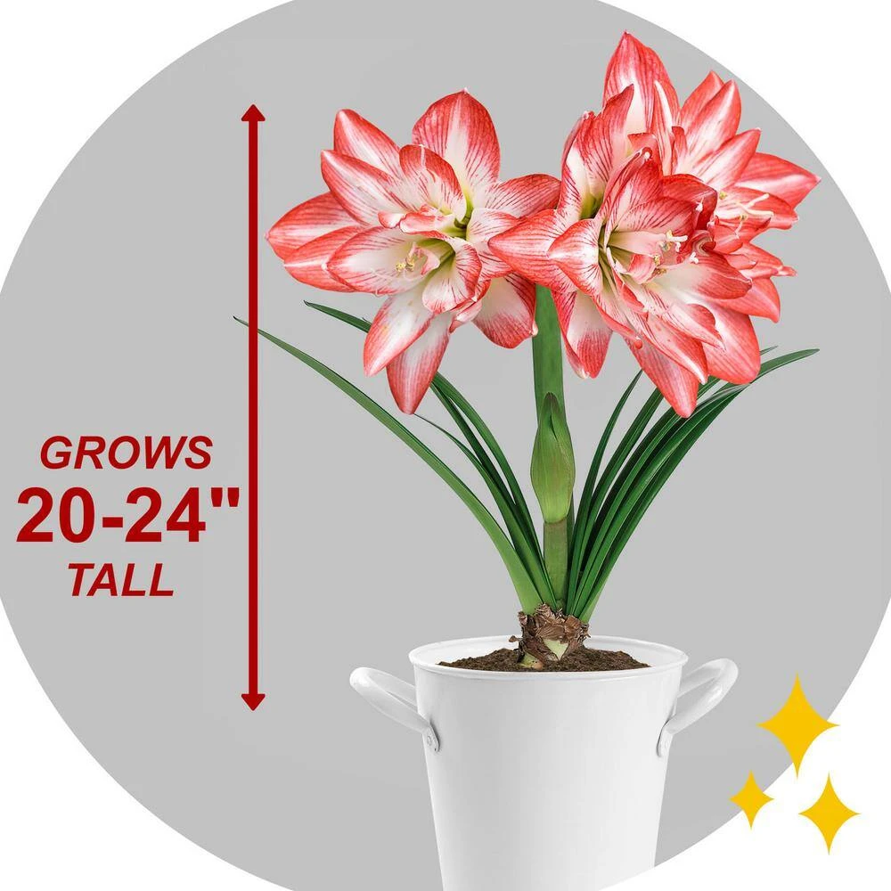 26/28cm, Blossom Peacock Double Amaryllis Flower Bulb (Bag Of 2) 8 26/28cm, Blossom Peacock Double Amaryllis Flower Bulb (Bag Of 2) - Image 6