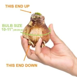 26/28cm, Blossom Peacock Double Amaryllis Flower Bulb (Bag Of 2) 13 26/28cm, Blossom Peacock Double Amaryllis Flower Bulb (Bag Of 2) -J Parkers Garden Store garden state bulb flower bulbs ech 35 02 02 4f 1000