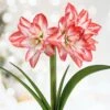 26/28cm, Blossom Peacock Double Amaryllis Flower Bulb (Bag Of 2) -J Parkers Garden Store garden state bulb flower bulbs ech 35 02 02 64 1000