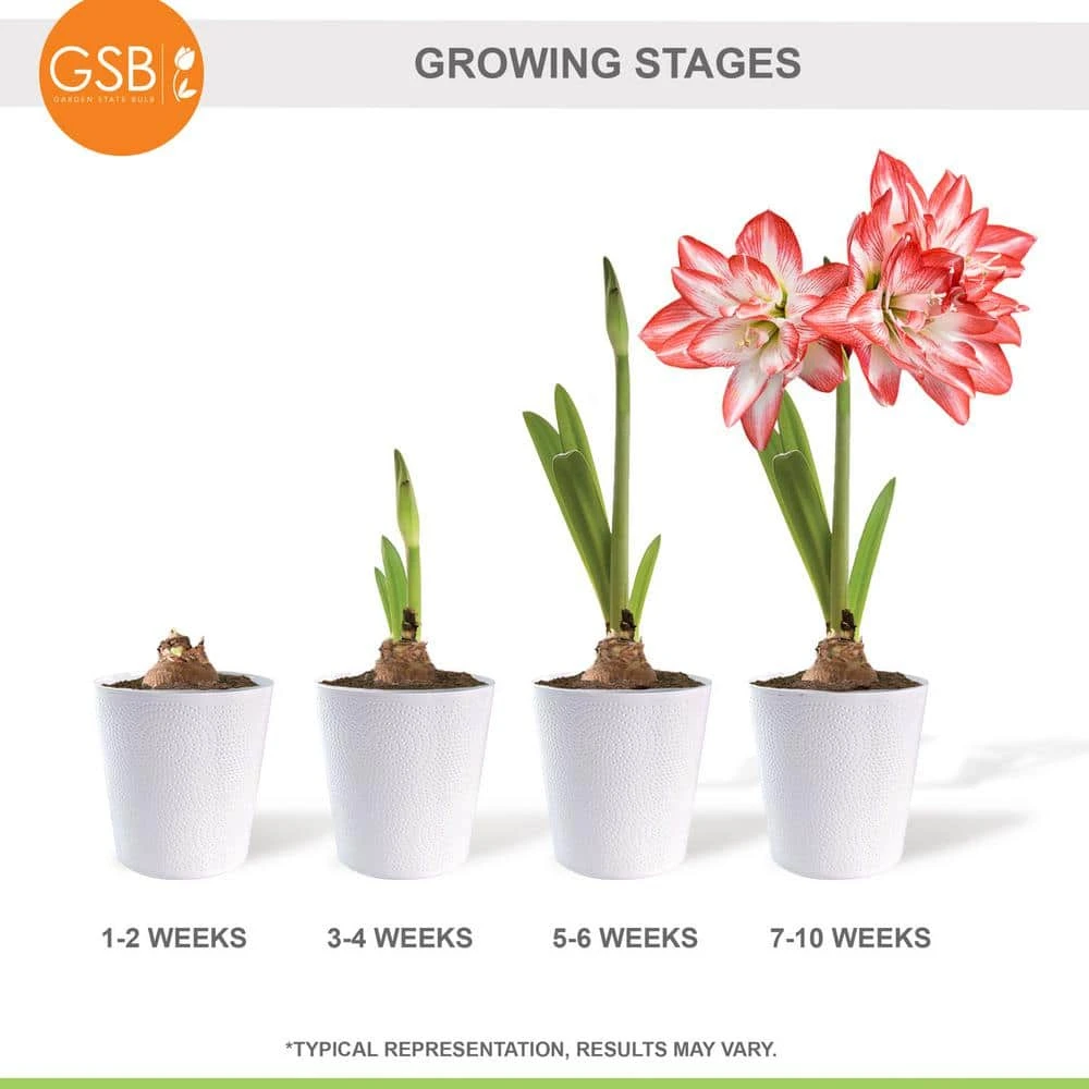 26/28cm, Blossom Peacock Double Amaryllis Flower Bulb (Bag Of 2) 9 26/28cm, Blossom Peacock Double Amaryllis Flower Bulb (Bag Of 2) - Image 7